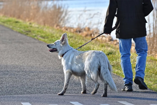 pessoa sendo dog walker para ganhar dinheiro online